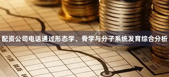 配资公司电话通过形态学、骨学与分子系统发育综合分析